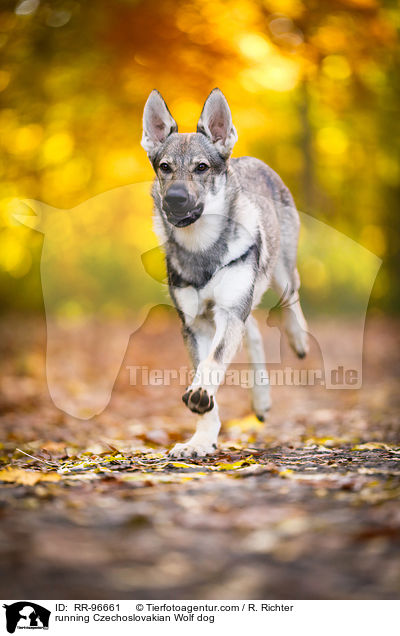 running Czechoslovakian Wolf dog / RR-96661