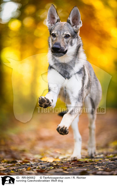 running Czechoslovakian Wolf dog / RR-96662