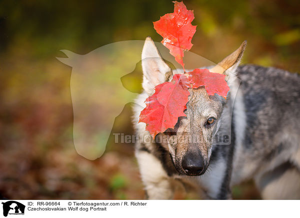 Czechoslovakian Wolf dog Portrait / RR-96664