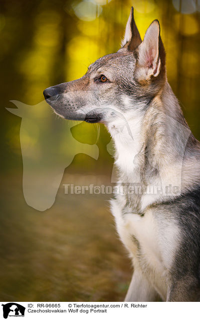 Czechoslovakian Wolf dog Portrait / RR-96665