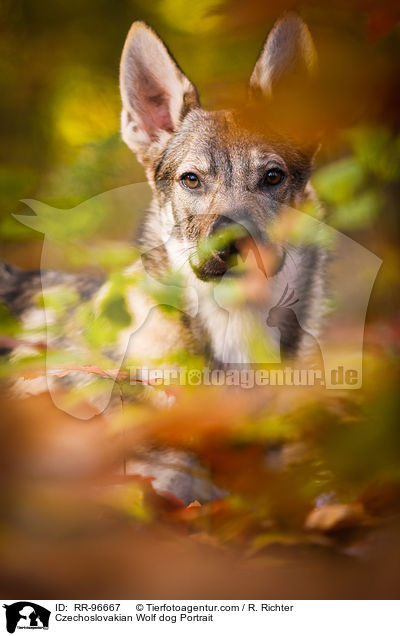 Czechoslovakian Wolf dog Portrait / RR-96667