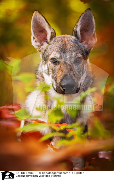 Czechoslovakian Wolf dog Portrait / RR-96668