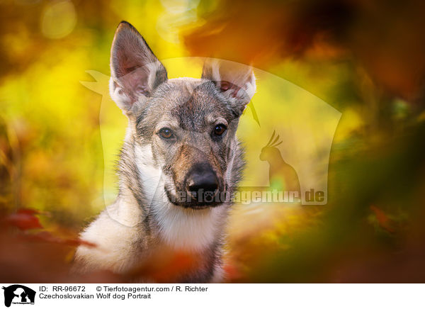 Czechoslovakian Wolf dog Portrait / RR-96672