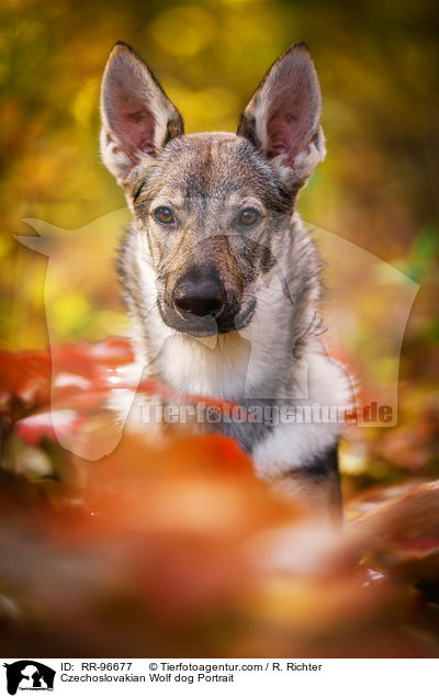 Czechoslovakian Wolf dog Portrait / RR-96677