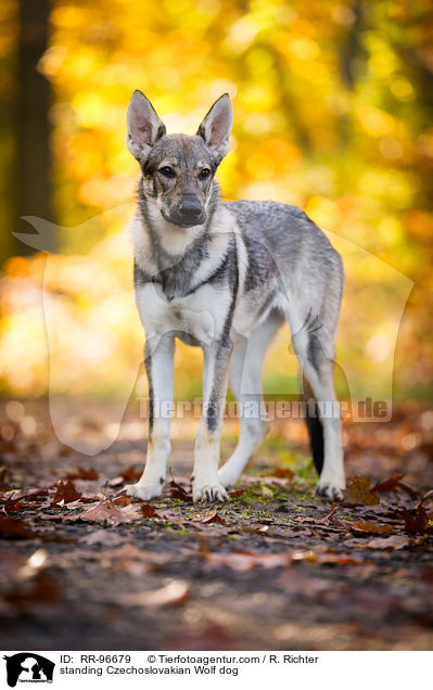 standing Czechoslovakian Wolf dog / RR-96679