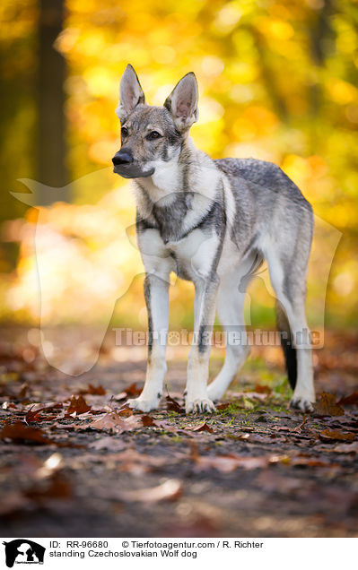 standing Czechoslovakian Wolf dog / RR-96680