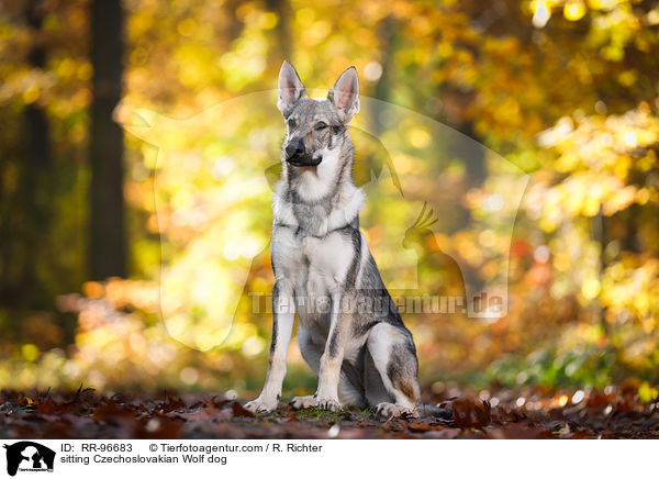 sitting Czechoslovakian Wolf dog / RR-96683