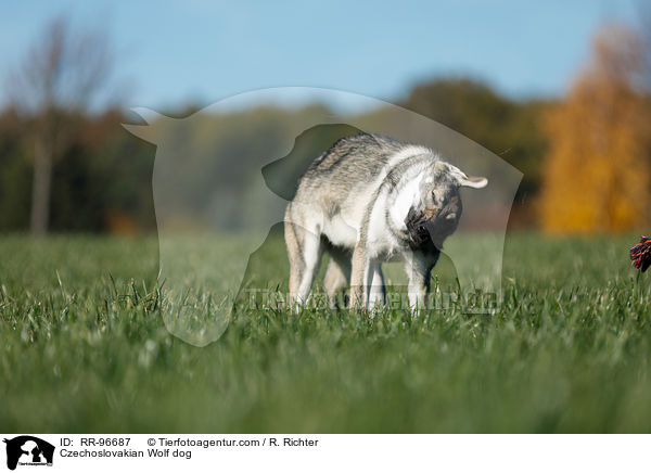 Czechoslovakian Wolf dog / RR-96687