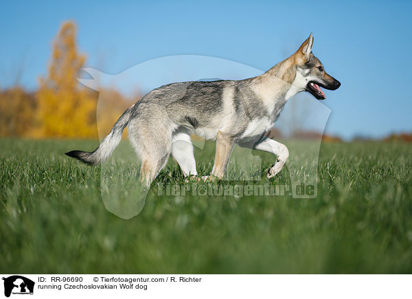running Czechoslovakian Wolf dog / RR-96690