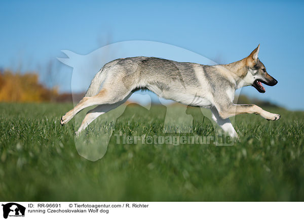 running Czechoslovakian Wolf dog / RR-96691
