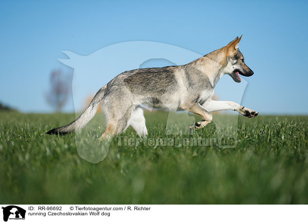running Czechoslovakian Wolf dog / RR-96692
