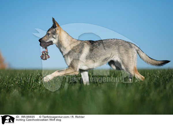 trotting Czechoslovakian Wolf dog / RR-96695