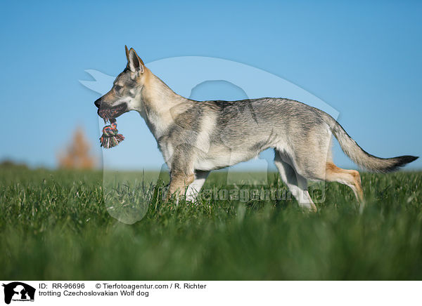 trotting Czechoslovakian Wolf dog / RR-96696
