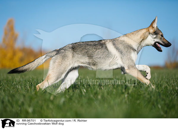 running Czechoslovakian Wolf dog / RR-96701