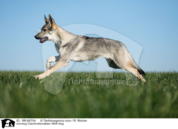running Czechoslovakian Wolf dog / RR-96704