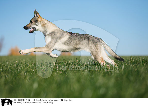 running Czechoslovakian Wolf dog / RR-96706