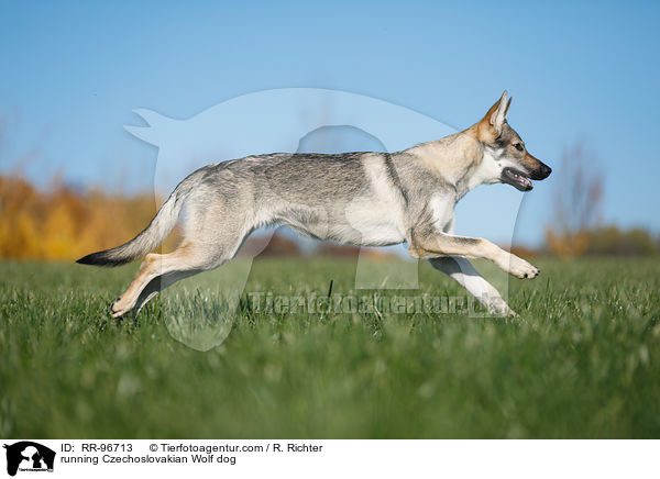 running Czechoslovakian Wolf dog / RR-96713