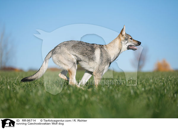 running Czechoslovakian Wolf dog / RR-96714