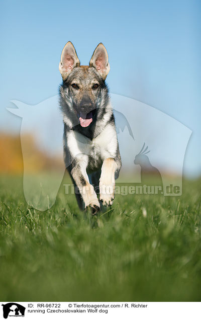 running Czechoslovakian Wolf dog / RR-96722
