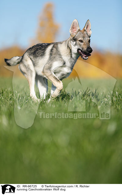 running Czechoslovakian Wolf dog / RR-96725