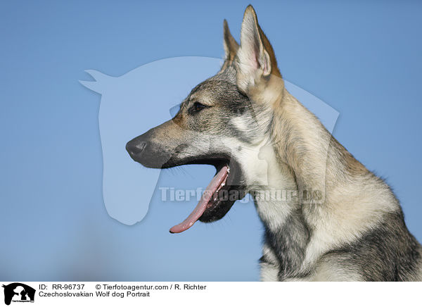 Czechoslovakian Wolf dog Portrait / RR-96737