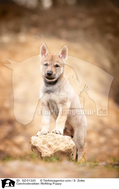 Czechoslovakian Wolfdog Puppy / SZ-01320