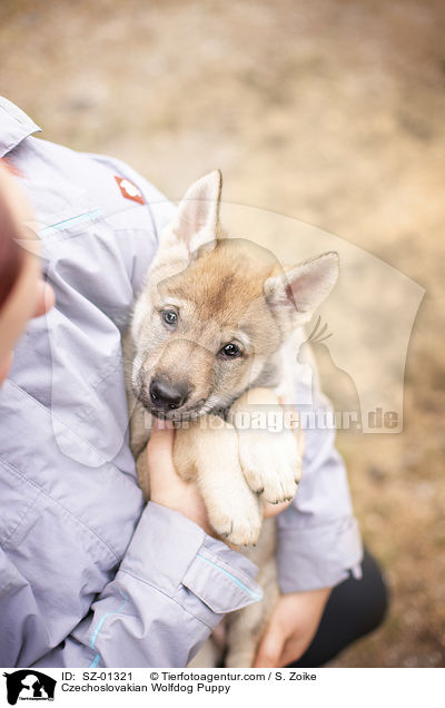 Czechoslovakian Wolfdog Puppy / SZ-01321