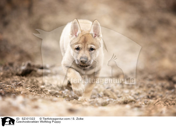 Czechoslovakian Wolfdog Puppy / SZ-01322