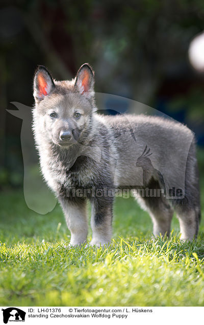 stehender Tschechoslowakischer Wolfshund Welpe / standing Czechoslovakian Wolfdog Puppy / LH-01376
