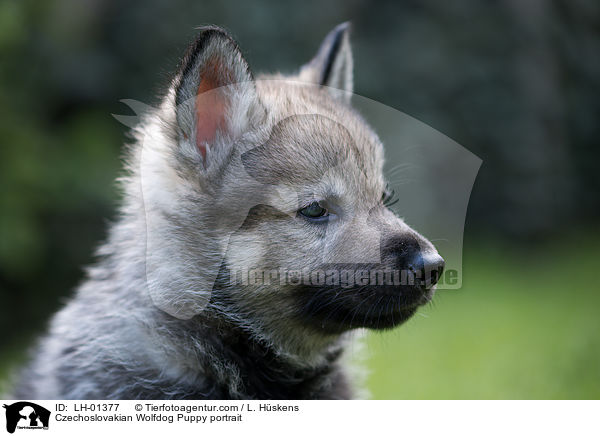 Czechoslovakian Wolfdog Puppy portrait / LH-01377