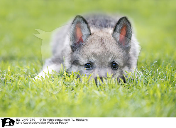liegender Tschechoslowakischer Wolfshund Welpe / lying Czechoslovakian Wolfdog Puppy / LH-01379
