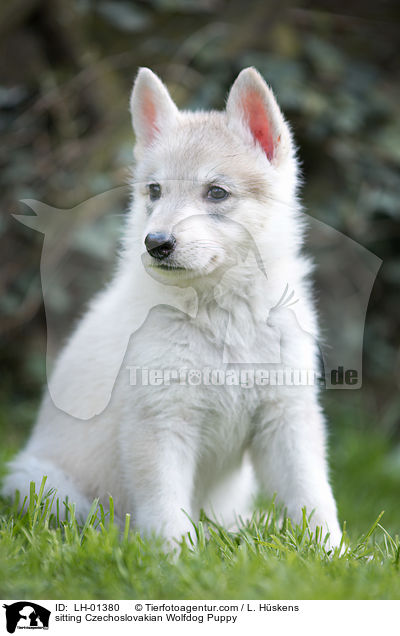 sitzender Tschechoslowakischer Wolfshund Welpe / sitting Czechoslovakian Wolfdog Puppy / LH-01380