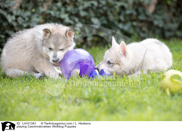playing Czechoslovakian Wolfdog Puppies / LH-01381