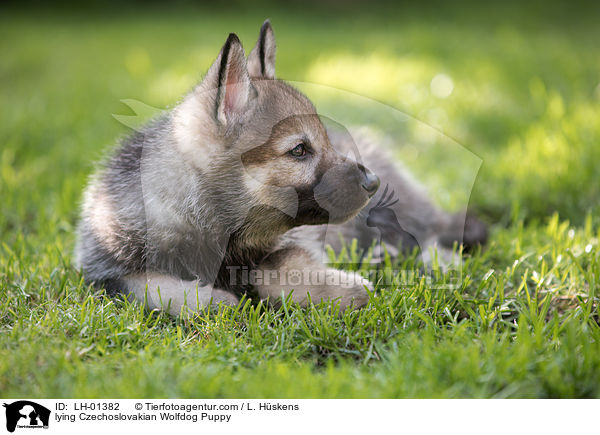 lying Czechoslovakian Wolfdog Puppy / LH-01382