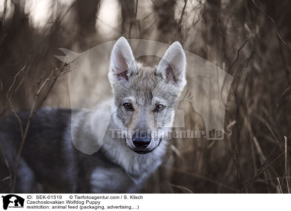 Czechoslovakian Wolfdog Puppy / SEK-01519