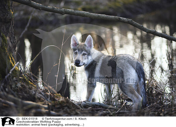 Czechoslovakian Wolfdog Puppy / SEK-01518