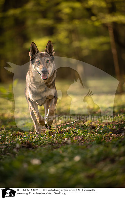 running Czechoslovakian Wolfdog / MC-01102