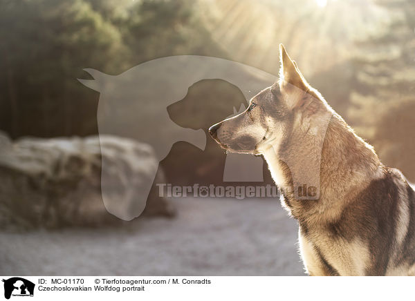 Czechoslovakian Wolfdog portrait / MC-01170
