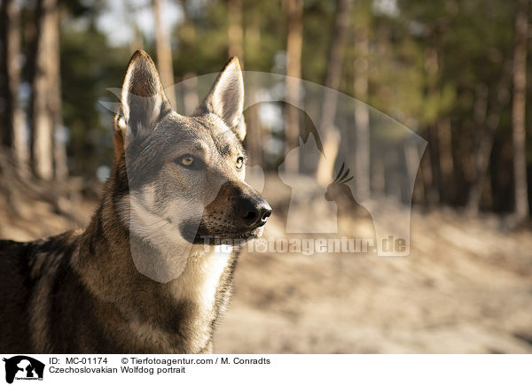 Czechoslovakian Wolfdog portrait / MC-01174