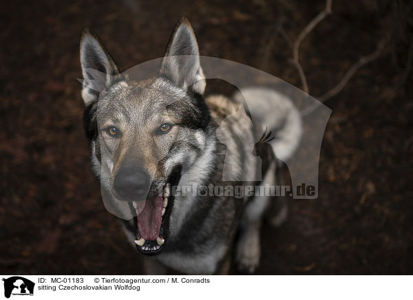 sitting Czechoslovakian Wolfdog / MC-01183