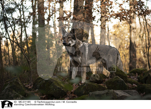 standing Czechoslovakian Wolfdog / MC-01185