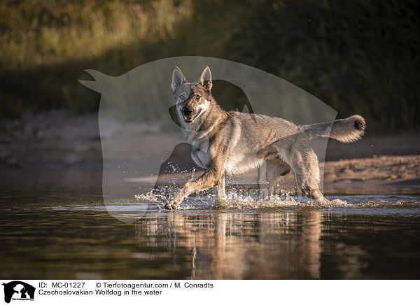 Czechoslovakian Wolfdog in the water / MC-01227