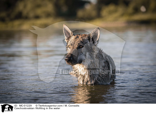 Czechoslovakian Wolfdog in the water / MC-01229