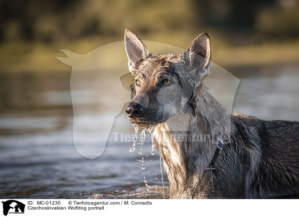 Czechoslovakian Wolfdog portrait / MC-01230