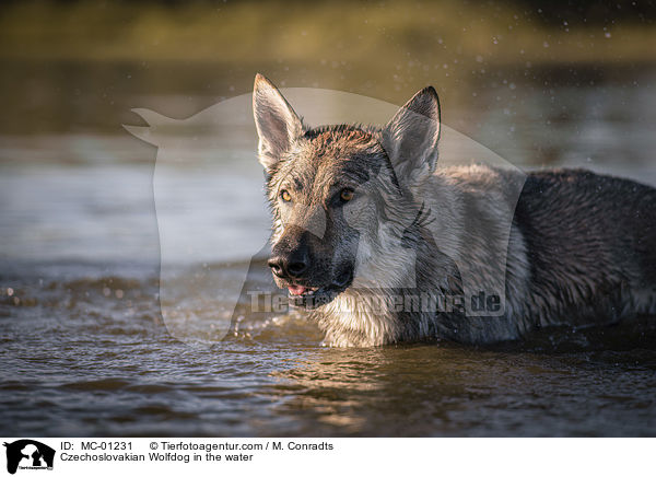 Czechoslovakian Wolfdog in the water / MC-01231