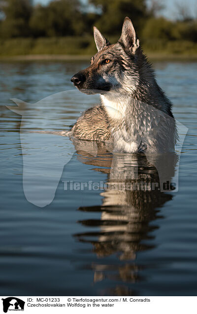 Tschechoslowakischer Wolfshund im Wasser / Czechoslovakian Wolfdog in the water / MC-01233