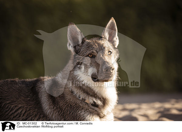 Tschechoslowakischer Wolfshund Portrait / Czechoslovakian Wolfdog portrait / MC-01302