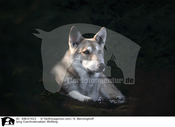 liegender Tschechoslowakischer Wolfshund / lying Czechoslovakian Wolfdog / SIB-01423