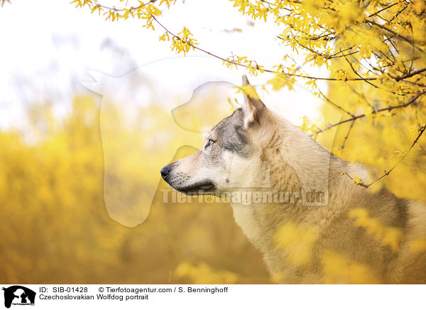 Tschechoslowakischer Wolfshund Portrait / Czechoslovakian Wolfdog portrait / SIB-01428