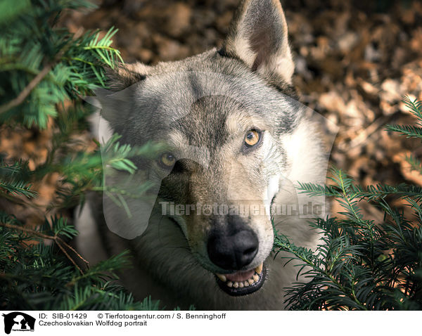 Tschechoslowakischer Wolfshund Portrait / Czechoslovakian Wolfdog portrait / SIB-01429